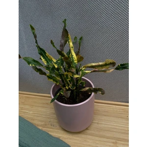 Кодиеум (кротон) Пигтум