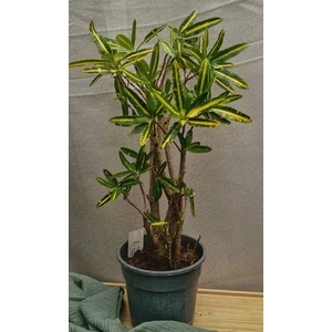 Кодиеум (кротон) Санни Стар