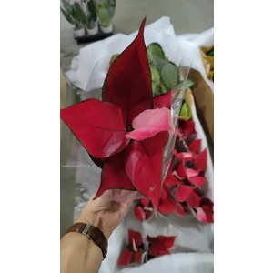 Аглаонема Лаки Ред