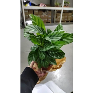 Калатея Фредди