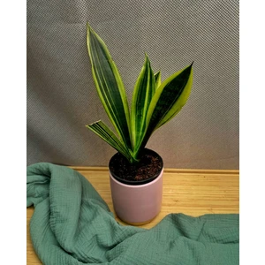 Сансевиерия Футура Суперба