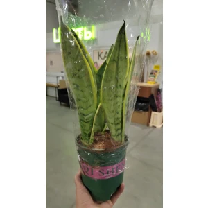 Сансевиерия Уайт Тайгер