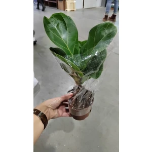 Фикус лирата Бамбино