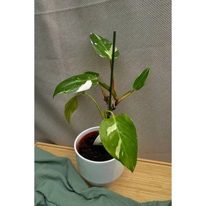 Филодендрон Белый Волшебник