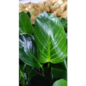 Филодендрон Биркин