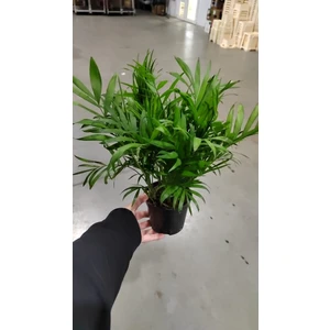 Хамедорея Элеганс