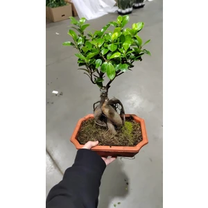 Фикус микрокарпа Гинсенг в прямоугольном кашпо в ассортименте