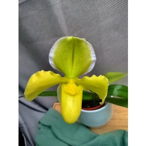 Орхидея Пафиопедилум Желтый Американский гибрид