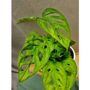 Монстера Адансона