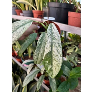 Рафидофора Пуберула вариегата