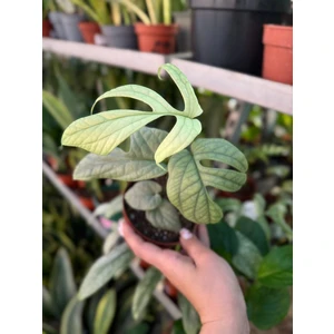 Монстера Амидриум Медиум Сильвер