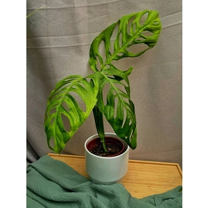 Монстера Эскелето (Esqueleto)