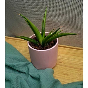 Сансевиерия Сильвер Сирени 9х20см