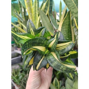 Сансевиерия Спираль Стар