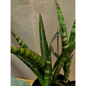 Сансевиерия Трифасциата Меган