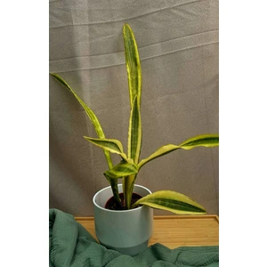 Сансевиерия Аубритиана Лорен (Aubrytniana Lauren)