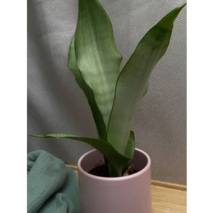 Сансевиерия Муншайн