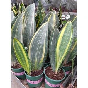 Сансевиерия Масониана вариегатная