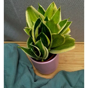 Сансевиерия Лотус Ханни