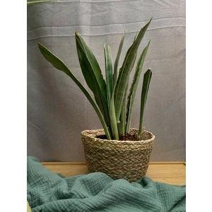 Сансевиерия Аубритиана Металлика