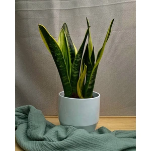 Сансеверия Голденн Флейм