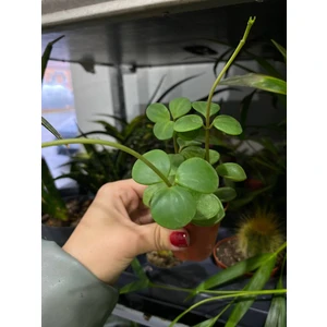 Пеперомия Тетрафилла Хоуп