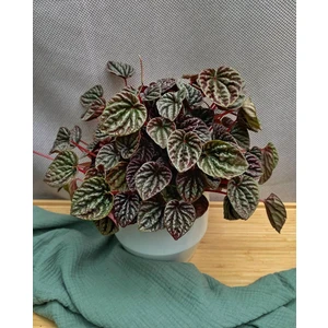 Пеперомия Каперата Луна Ред