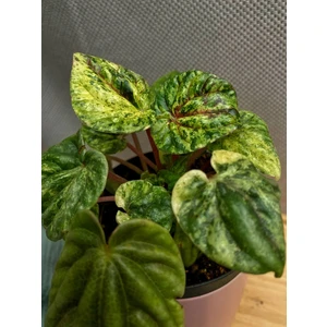 Пеперомия Буэнос Айрес