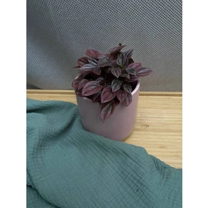 Пеперомия каперата Кайен