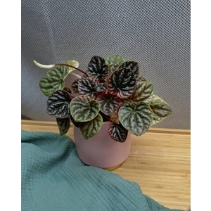 Пеперомия Абрикос