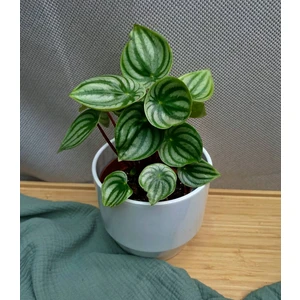 Пеперомия серебристая арбузная