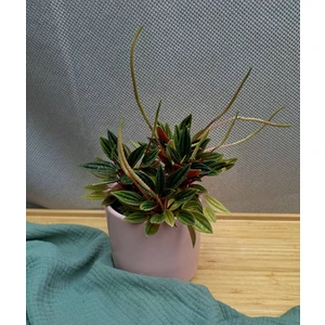 Пеперомия Россо