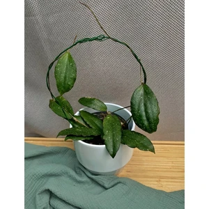 Хойя Эритрина