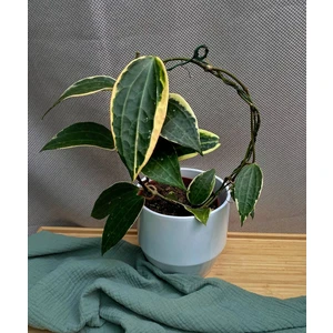 Хойя Латифолия Альбомаргината