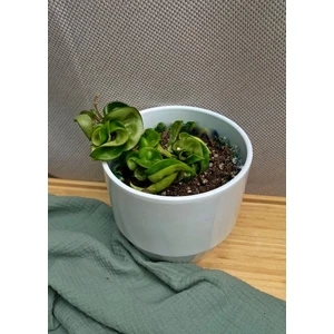 Хойя карноза Компакта Грин