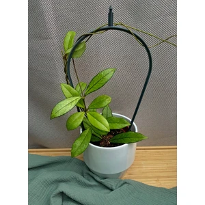 Хойя Крассипетиолата