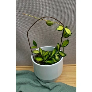 Хойя Буртони Вариегата