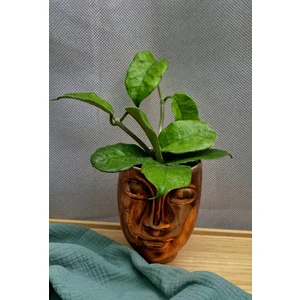 Хойя Виллоса (Hoya Villosa)