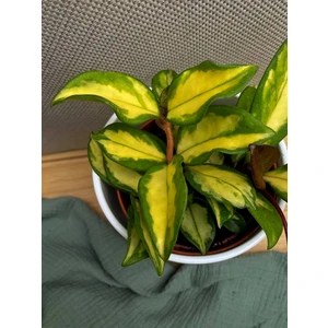 Хойя карноза триколор