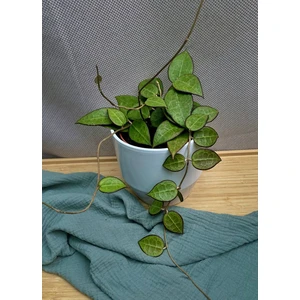 Хойя Паразитика Блэк Эйдж