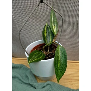 Хойя Латифолия Пот оф Голд