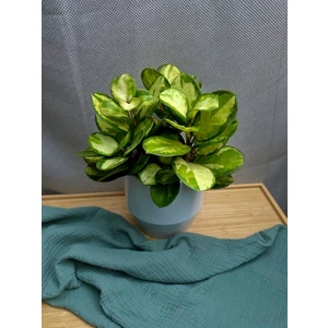 Хойя Аустралис Лиза