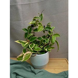 Хойя Кримсон Квин (Hoya Krimson Queen)