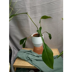 Филодендрон Джоэпа