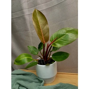 Филодендрон Принц Оранж