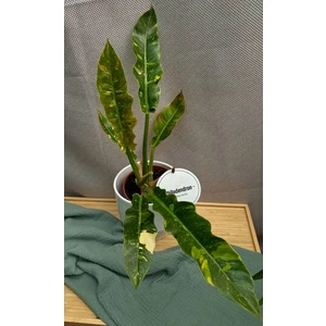 Филодендрон Ринг оф Файер (Огненное кольцо)