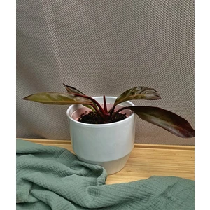 Филодендрон Ред Сан