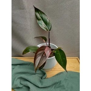 Филодендрон Пинк Принцесс (Pink Princess)