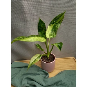 Филодендрон Хосе Буэно вар. (Jose Buono)