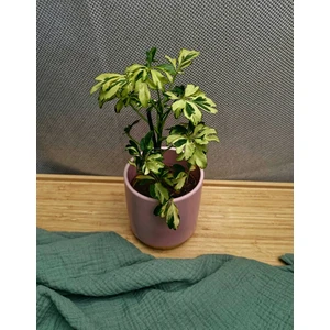 Шеффлера Жанин